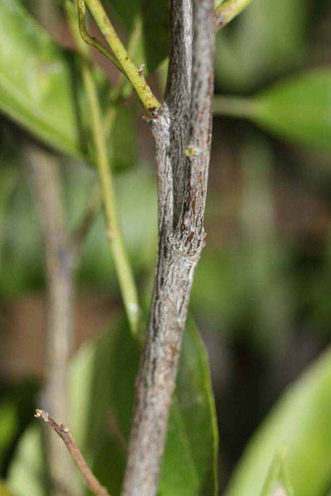              Second - third year twig (Riverside, CA)       